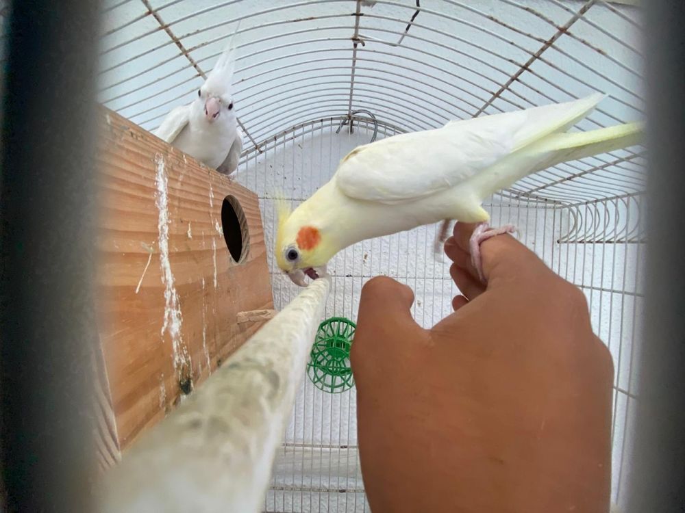 Casal de Caturras