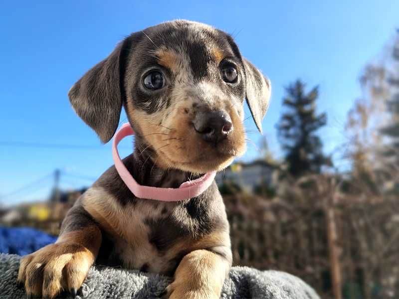 ZAREZERWOWANA Jamnik SUCZKA Blue Merle Podpalana krótkowłosa Kraków