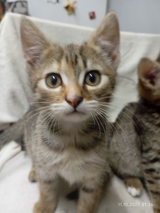 Кошенята безкоштовно