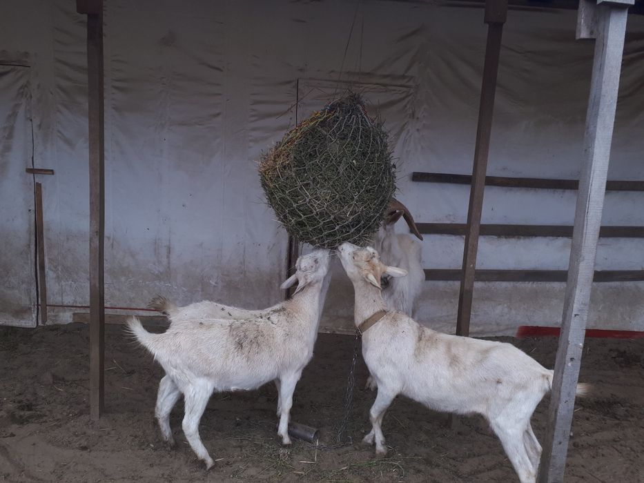 Продам зааненских коз.
