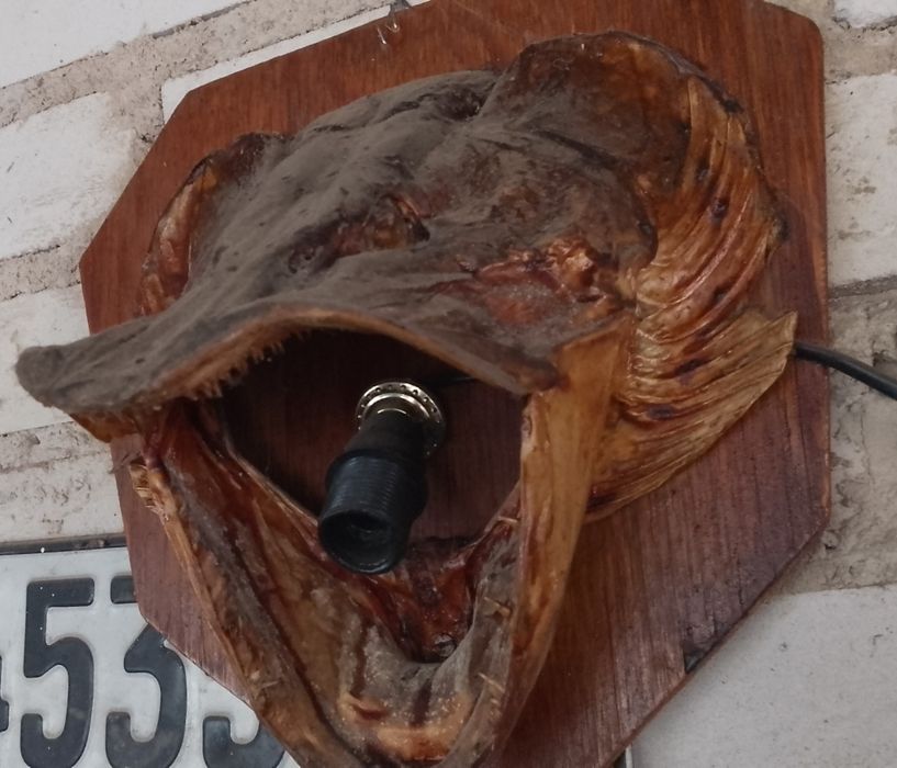 Glowa  szczupaka   lampka .