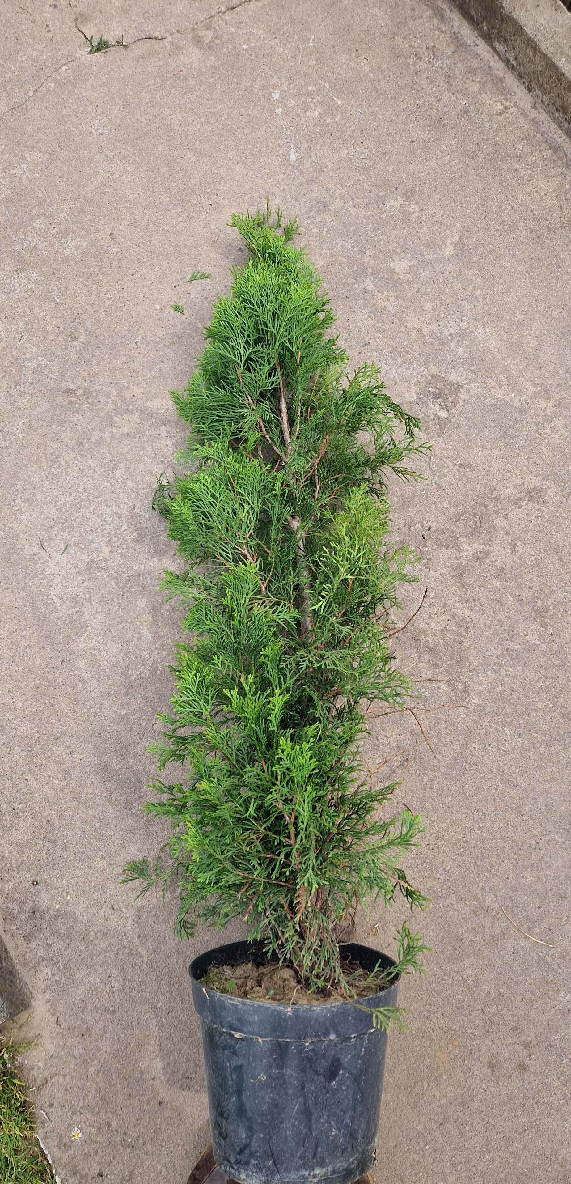 Thuja Szmaragd 100%przyjecia