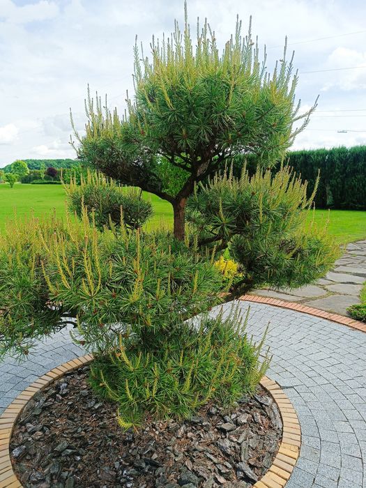 Бонсай, нівакі, топіар, стрижка, догляд