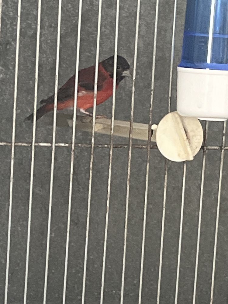 Canario cardinal