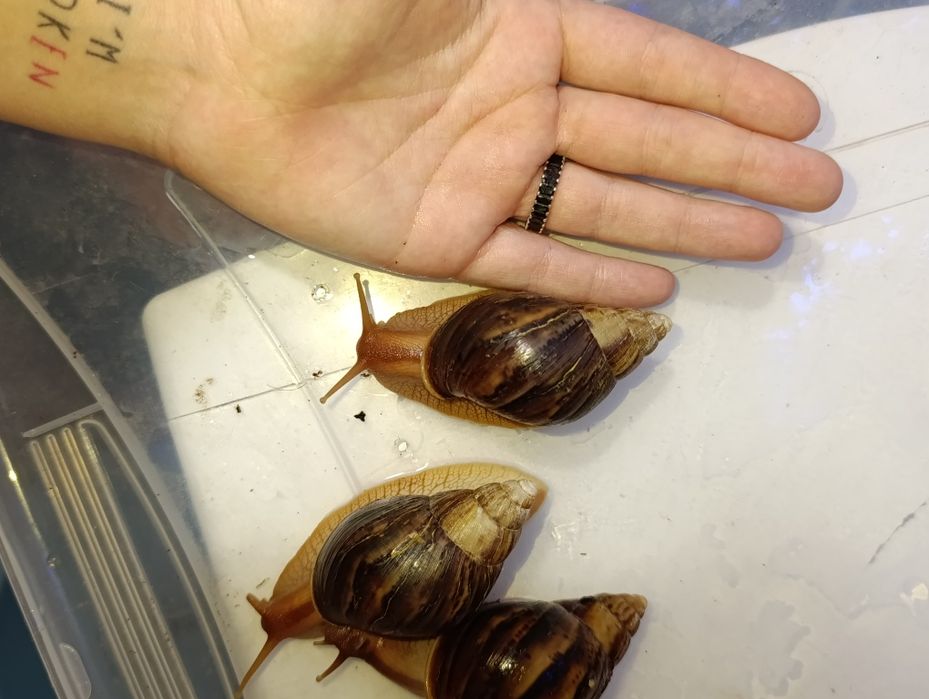 Вид: Ахатини тигр