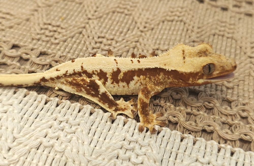 Gekon orzęsiony red/lilly white 20g samczyk WeedGeckos