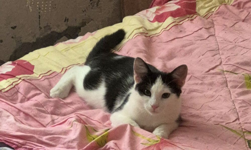 Бесплатно стериллизованный котенок Рикки ищет семью