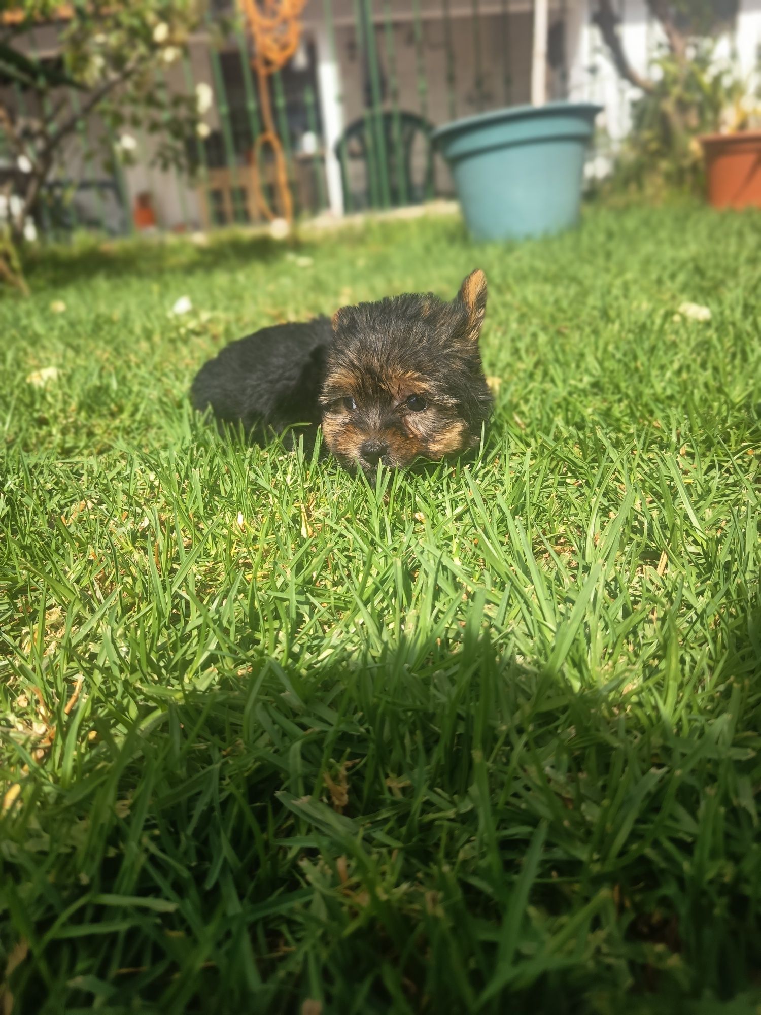 Yorkshire Terrier miniature, vacinado e desparasitado