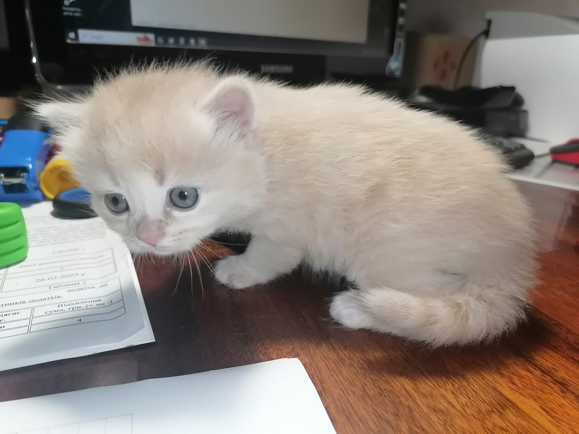 Котенята продаж недорого