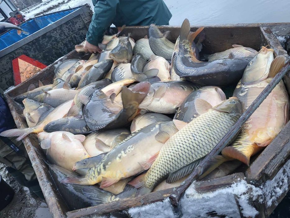 Karp handlowy/zarybieniowy 1.5/3kg hurt/detal