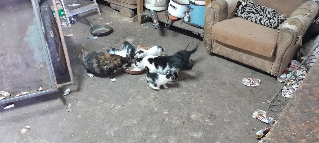 Kotki , Koty , Kocięta