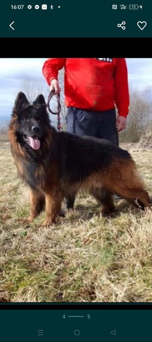 Owczarek na posesję