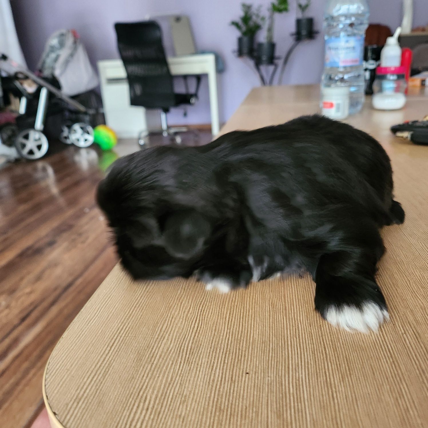 Sunia shih tzu ,suczka