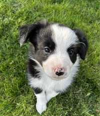 Piesek Border Collie czarno-biały z Rodowodem + bogata wyprawka