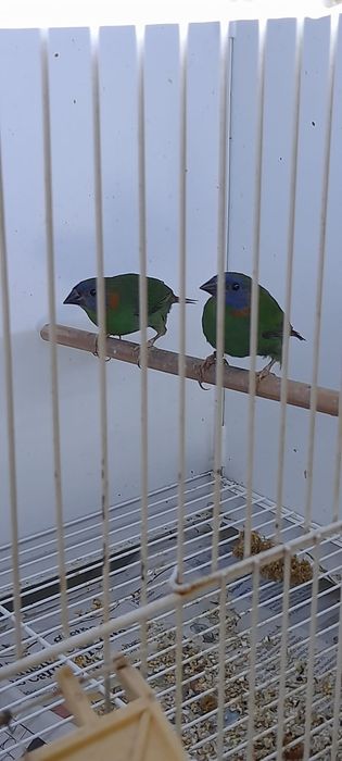 Vendo  femeas de colorias
