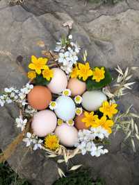 Домашні яйця яйца домашние