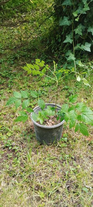 Na sprzedaż milin amerykański