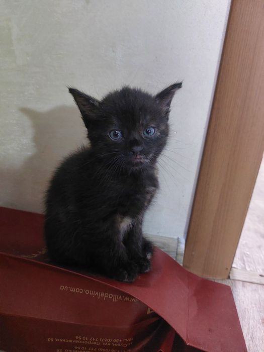 Котики в добрі руки!