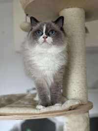 Ragdoll adopcja mloda kotka FPL blue mitted