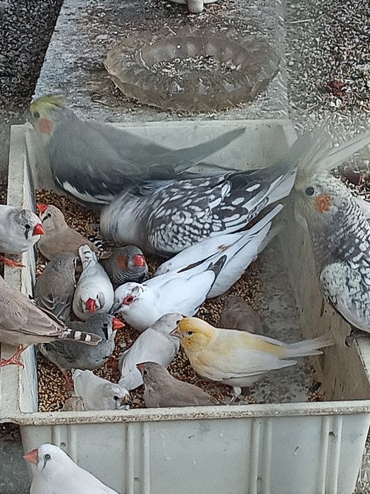 gołąbki diamentowe