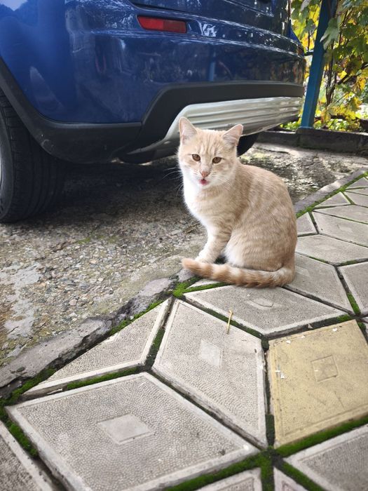 Котики дачні у хороші руки