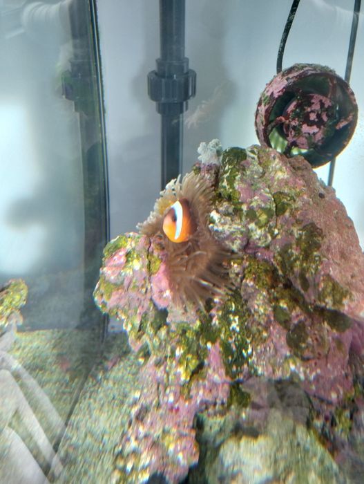 Vende-se rocha com anémona e peixe