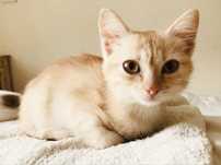 Рыжий кремовый котенок 2.5мес вискасный голубой котята кошеня