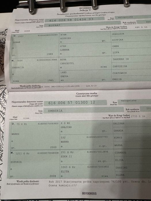 Sprzedam wałach małopolski siwy 7 lat. Zajeżdżony.  Spokojny koń.