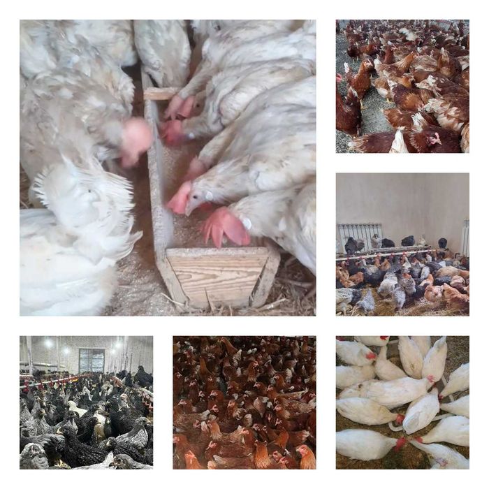 Продам кури несушки! Доставка безкоштовна. Іллінці!