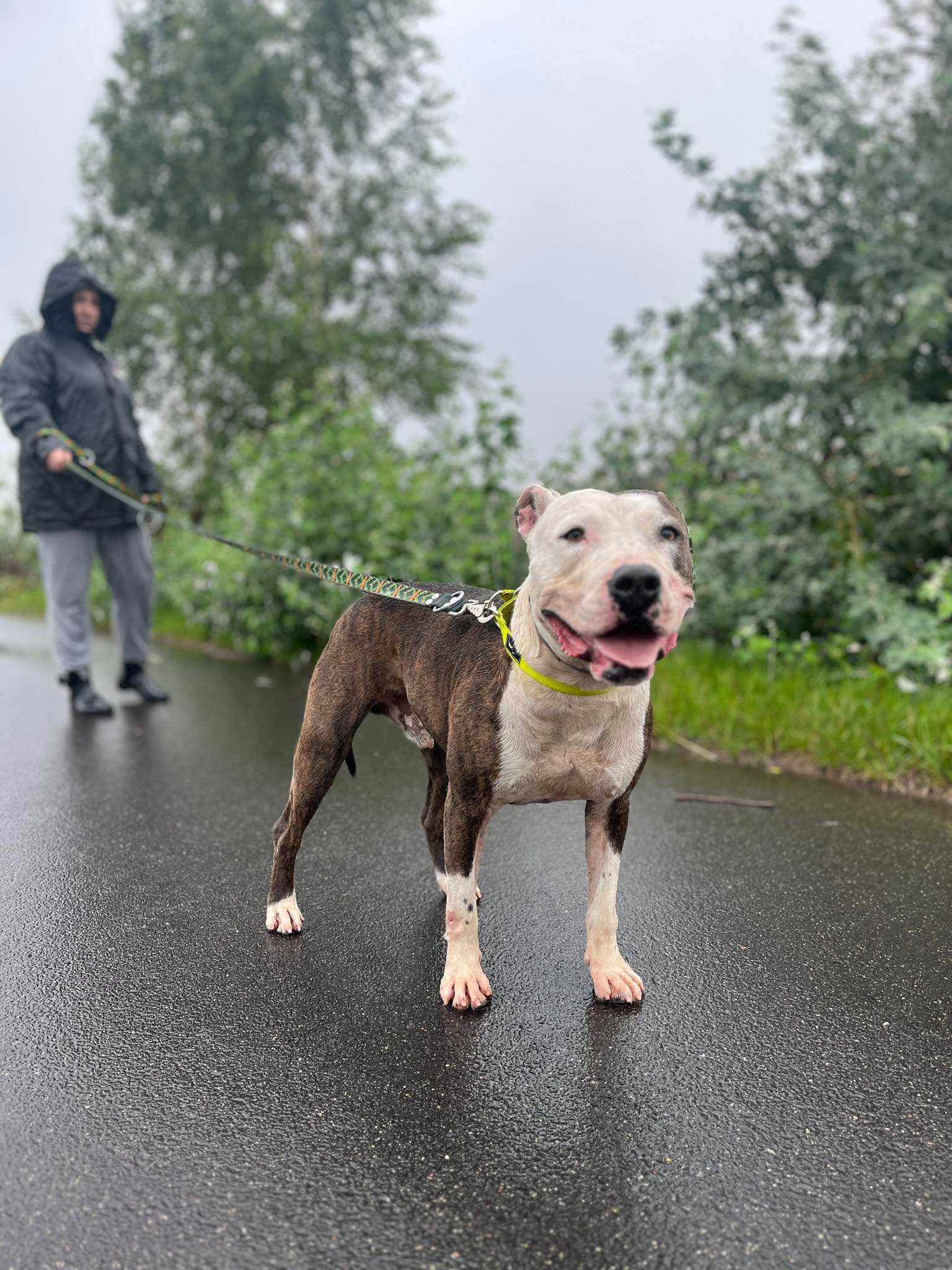 Do adopcji Buka, pies w typie amstaffa TTB Poznań