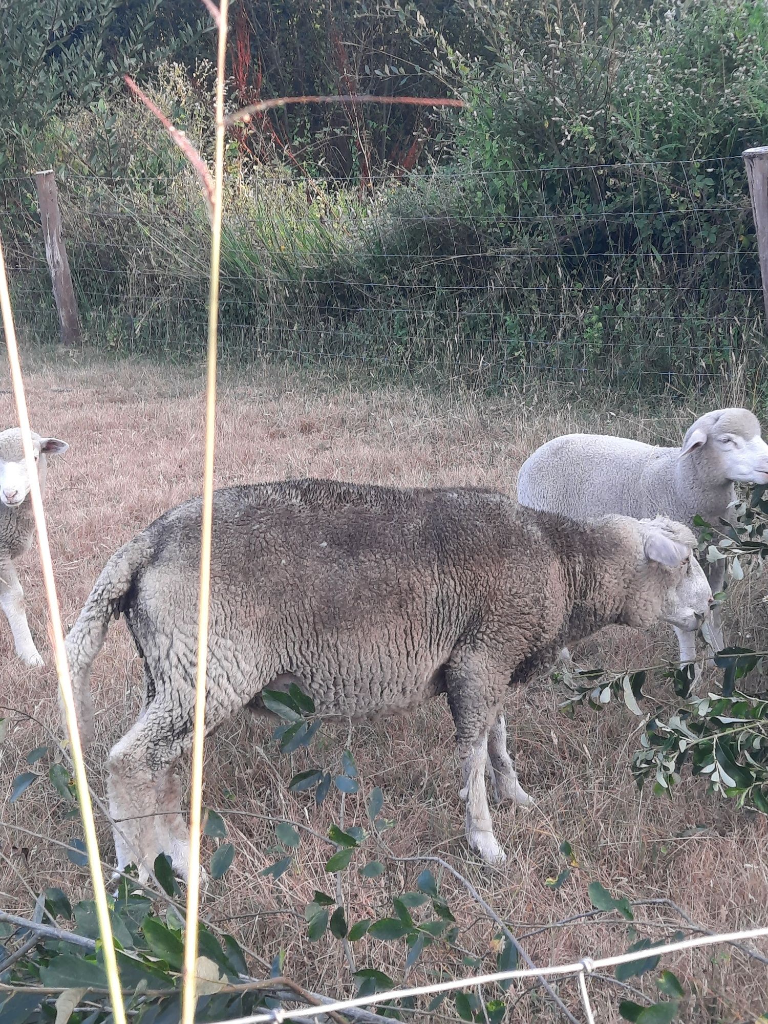 Carneiro  e borrego