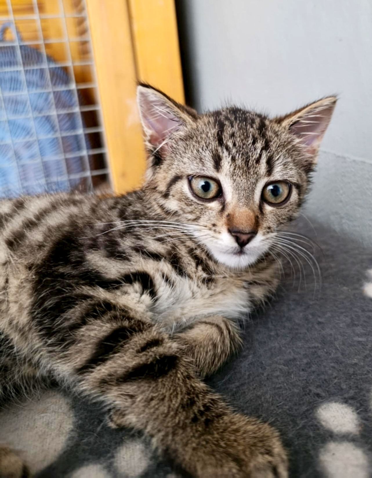 Marcel gorąco poleca się do adopcji:)
