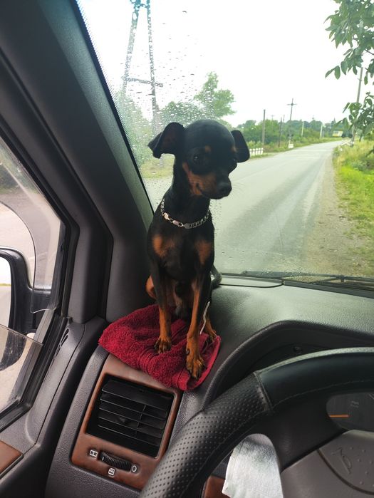 Шукаємо чисто кровнго міні той терераа девочку для вязкі