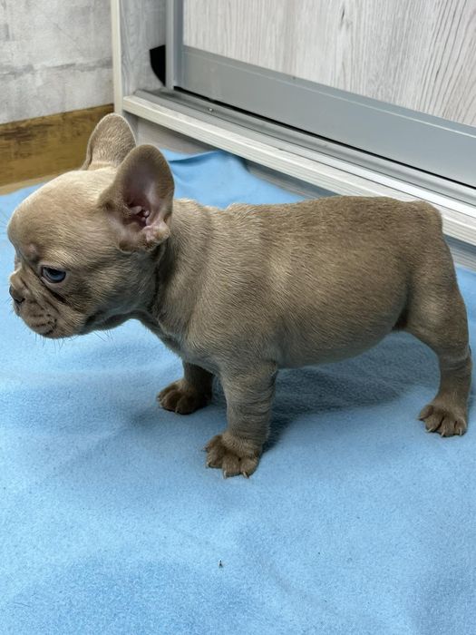 Французький бульдог