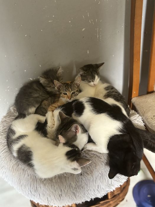 Kociaki szukaja domu