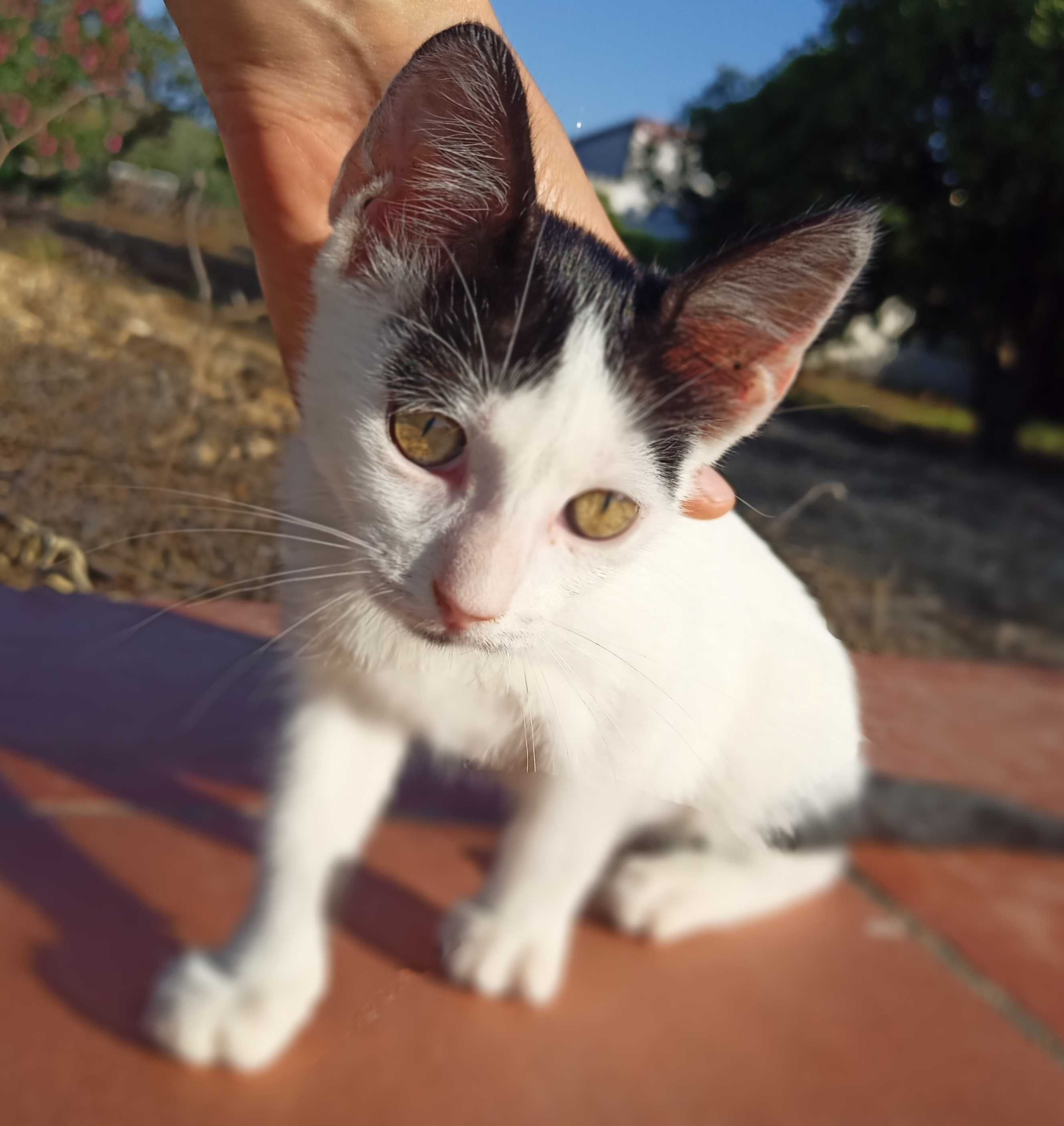 Gatinha bebé muito meiga e companheira