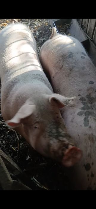 Продам домашюю свинину четвертями