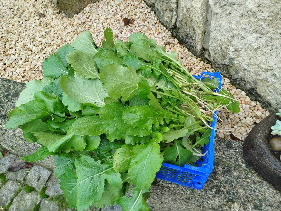 Nabiças apanhadas na hora no campo!