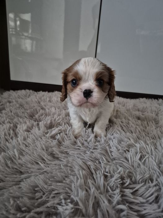 Cavalier king charles spaniel