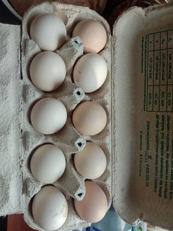 Яйцо на інкубацію КША китайські рухові кури