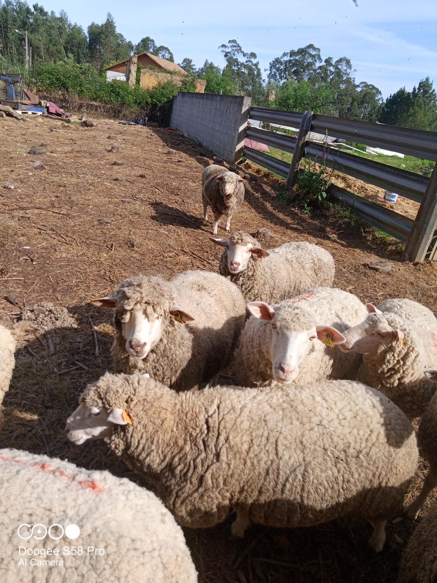 Ovelhas cruzadas de carne