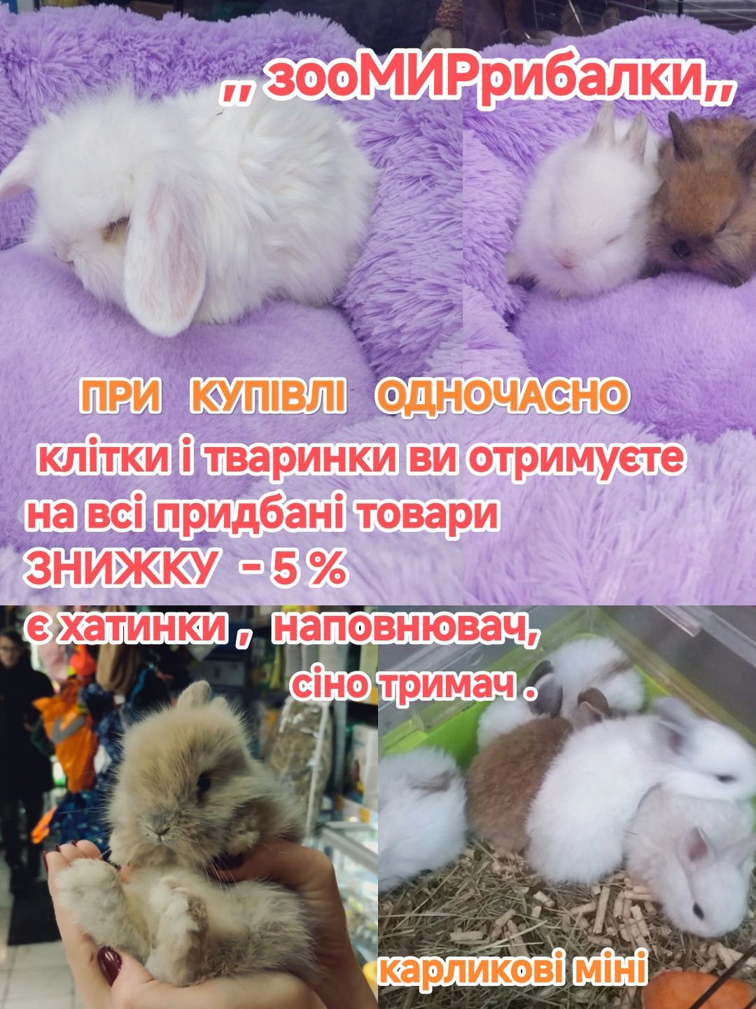домашні декоративні кроликии карликові манюні клітки