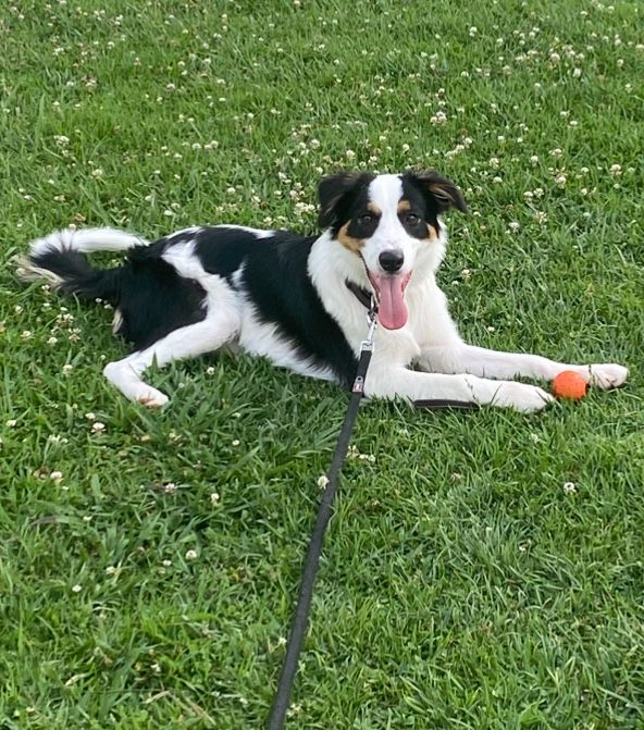 Border Collie adocão
