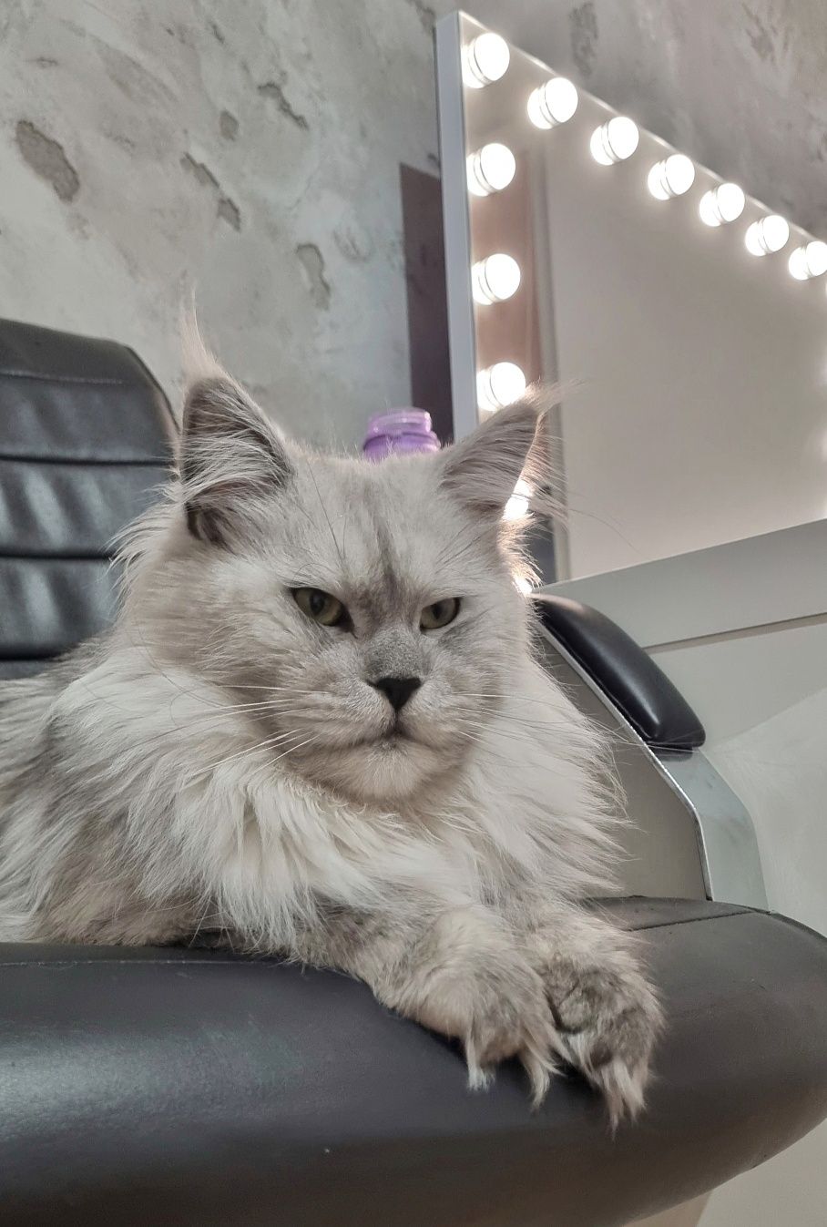 Kocurek Maine Coon czarny wysoki dym