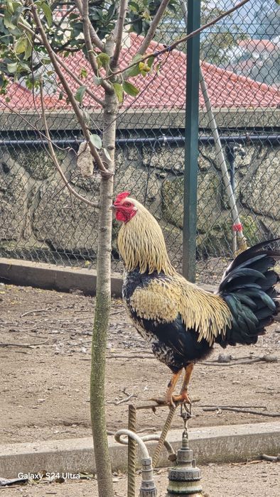 Vendo patos mudos e garnizos