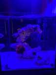 Skylight Hyperbar RXS reef