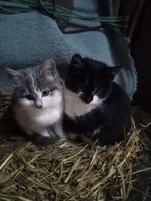 Віддам два котика (дівчатка)