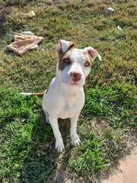 Dou cadela American staffordshire red nose para adopção