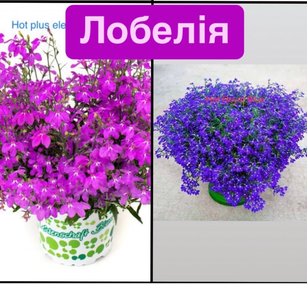 Акція розпродаж розсади сурфінія калібрахоа фуксія бакопа пеларгонія