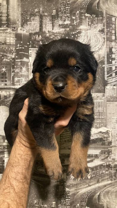 Цуценята ротвейлера